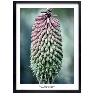 Tradag Rámeček Natura černý 50x70 – Zboží Mobilmania