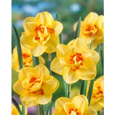 Narcis 'Double Fashion' 5 ks Velikost cibulí: 12/14 – Zboží Mobilmania