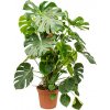 Květina Gardners Monstera deliciosa s kokosovou vzpěrou, průměr 24 cm Monstera skvostná