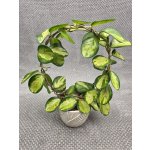 Hoya Australis tricolor na kruhu větší listy – Zbozi.Blesk.cz