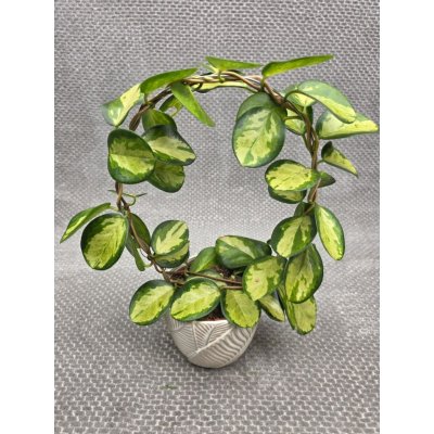 Hoya Australis tricolor na kruhu větší listy – Zbozi.Blesk.cz