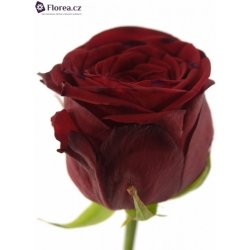 Rudá růže RED NAOMI! 70cm (M) květina - Nejlepší Ceny.cz