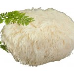 Dayzen lion's mane 30 ml – Hledejceny.cz