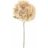 Květina Hortenzie - Hydrangea 'Espoo' krémová V81 cm