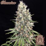 Buddha Seeds Amnesia semena neobsahují THC 50 ks – Hledejceny.cz
