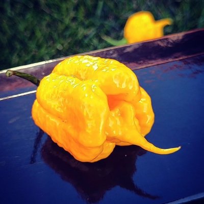 Carolina Reaper Yellow – Zbozi.Blesk.cz