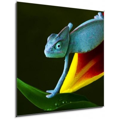 Obraz 1D - 50 x 50 cm - cham leon chameleon lizard cizokrajná věc – Zboží Mobilmania
