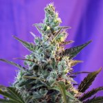 Sweet Seeds Sweet Skunk AUTO semena neobsahují THC 3 ks – Sleviste.cz