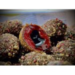LK Baits Nutrigo Balanc Monster Crab 200ml 20mm – Zboží Mobilmania