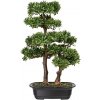 Květina Bonsaj podocarpus, 45cm