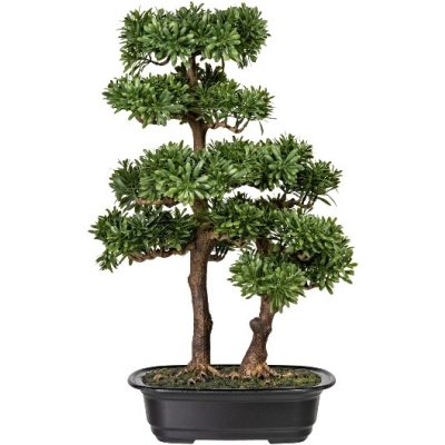 Bonsaj podocarpus, 45cm