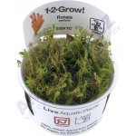 Rotala wallichii - Kolovka Wallichova – Zboží Dáma