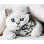 Gaira Diamantové malování Koťata D0054 – Hledejceny.cz