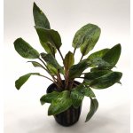 Cryptocoryne wendtii "Mi Oya" – Zboží Dáma