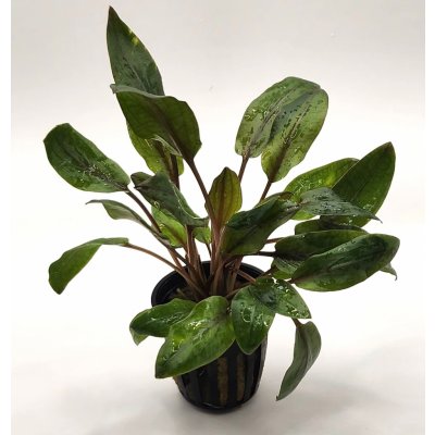 Cryptocoryne wendtii "Mi Oya" – Zboží Dáma