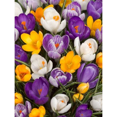 MIX BAREVNÉ KROKUSY cibulek v jednom 15 ks – Sleviste.cz