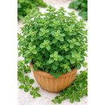 SEMO Majoránka Marietta 0,35 g – Zboží Dáma