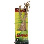 Contigo Sazenice baobabu ze Senegalu 4-5 let – Sleviste.cz