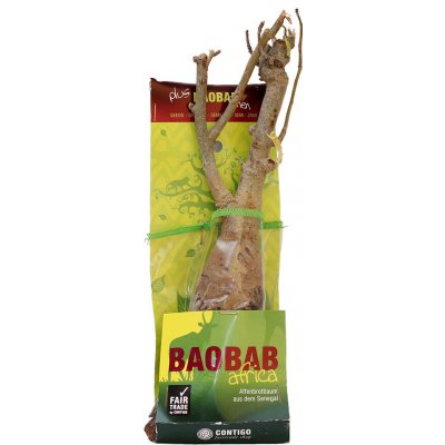Contigo Sazenice baobabu ze Senegalu 4-5 let – Sleviste.cz