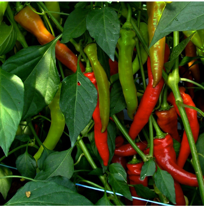 Paprika kozí roh Poseidon – Capsicum annuum – semena chilli – 15 ks