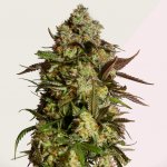 Kera Seeds Amnesia Mac Ganja (AMG Haze) semena neobsahují THC 3 ks – Zboží Dáma