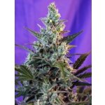 Sweet Seeds Sweet Skunk AUTO semena neobsahují THC 3 ks – Sleviste.cz