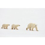 Umělecká fotografie Polar bear walking with two cubs, John Conrad, (40 x 26.7 cm) – Sleviste.cz