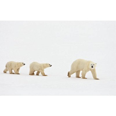 Umělecká fotografie Polar bear walking with two cubs, John Conrad, (40 x 26.7 cm)