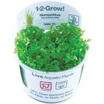 Hemianthus micranthemoides – Sleviste.cz