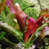 Akvarijní rostlina I--Z Echinodorus barthii