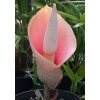 Zmijovec Amorphophallus bulbifer 1 ks