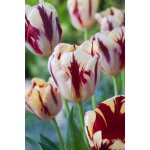 Tulipán 'Grand perfection' 5 ks – Zboží Mobilmania