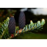 Fichema Jedle bělokorá silice 10 ml – Hledejceny.cz