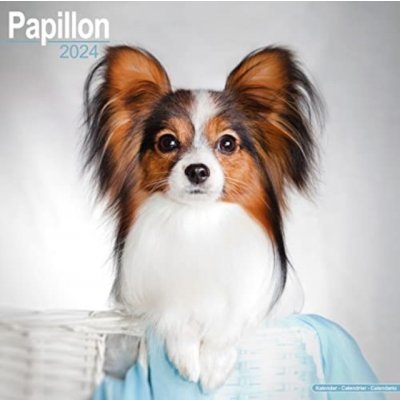 Papillon Square Dog Breed Wall 16 Month 2024