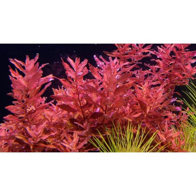 Rotala sp. Yao Yai – Zboží Mobilmania