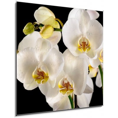 Skleněný obraz 1D - 50 x 50 cm - White orchids on the black background Bílé orchideje na černém pozadí – Zboží Mobilmania