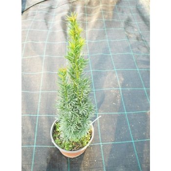 Taxus baccata "Fastigiata Robusta"