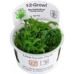 Myriophyllum mattogrossense – Hledejceny.cz