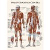 Plakát Vydavatelství Poznání Anatomický plakát - Svalová soustava člověka 47 x 63 cm
