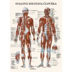 Vydavatelství Poznání Anatomický plakát - Svalová soustava člověka 47 x 63 cm – Hledejceny.cz