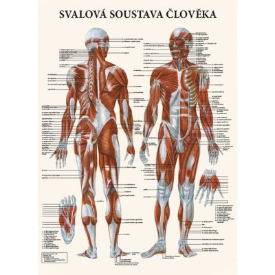 Vydavatelství Poznání Anatomický plakát - Svalová soustava člověka 47 x 63 cm – Zbozi.Blesk.cz