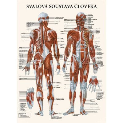 Vydavatelství Poznání Anatomický plakát - Svalová soustava člověka 47 x 63 cm | LA – Zboží Dáma