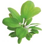 Echinodorus Dschungelstar Nr. 2 Kleiner Bär – Hledejceny.cz