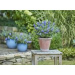 GREENBOSS FLOWER Motýlí keř zakrslý 'Sky Blue' Průměr květináče: 9 až 12 cm – Hledejceny.cz