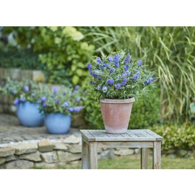 GREENBOSS FLOWER Motýlí keř zakrslý 'Sky Blue' Průměr květináče: 9 až 12 cm – Hledejceny.cz