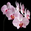 Obraz Tradag Obraz Orchidej