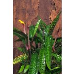 Cryptocoryne usteriana - Kryptokoryna kalatkolistá – Zboží Dáma