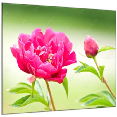 Obraz skleněný čtvercový květy tmavě růžové pivoňky - 80 x 80 cm