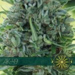Vision Seeds AK-49 semena neobsahují THC 3 ks – Zboží Dáma