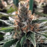 Ministry of Cannabis God's Glue semena neobsahují THC 2 ks – Zboží Dáma